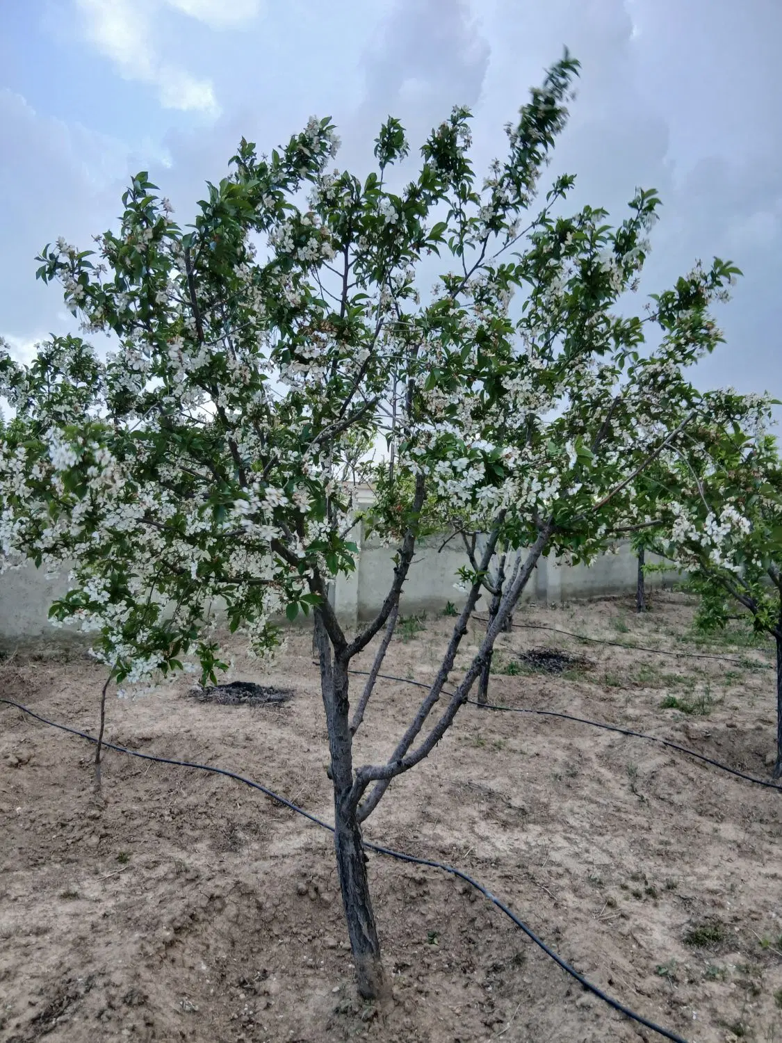 باغ میوه