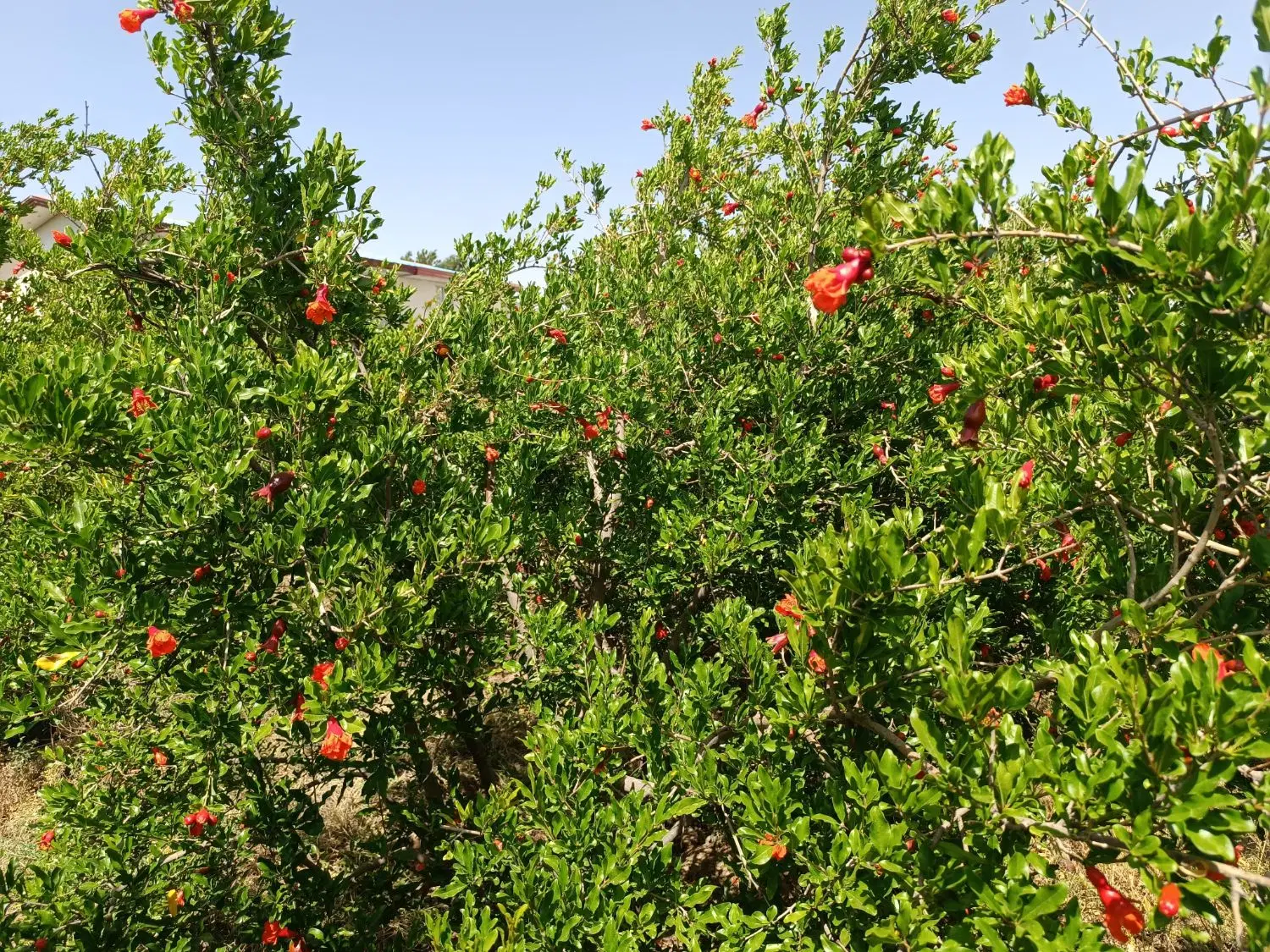 زمین فروشی