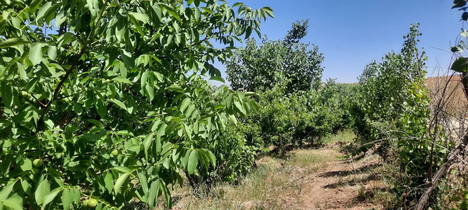 باغ میوه