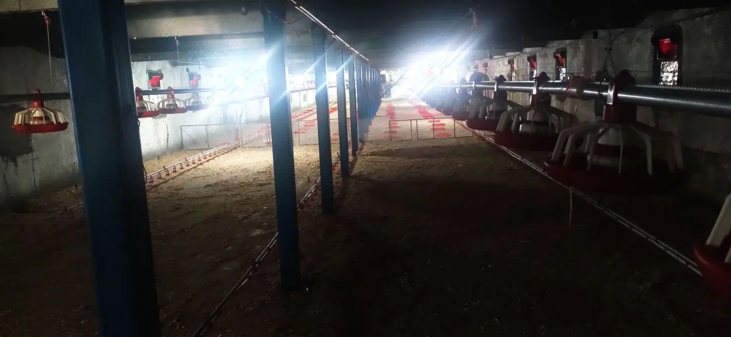 مرغداری5هزاری