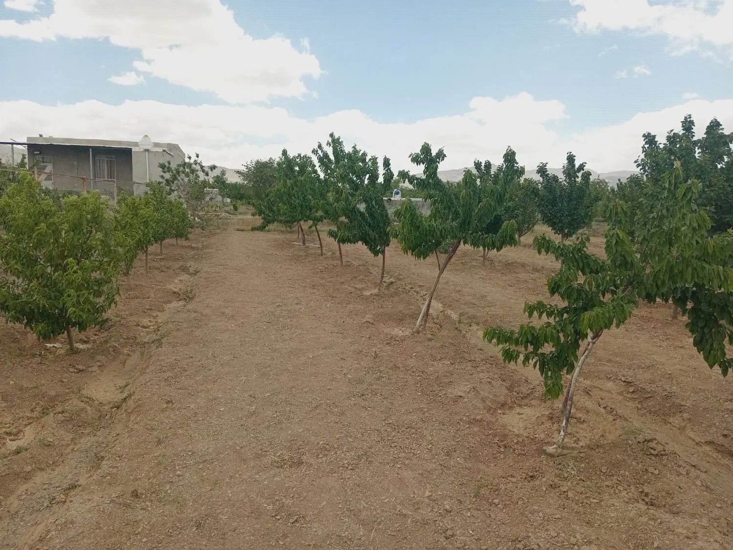 چندتا قواره کوچک مرزیجران ویلایی مناسب خانواده