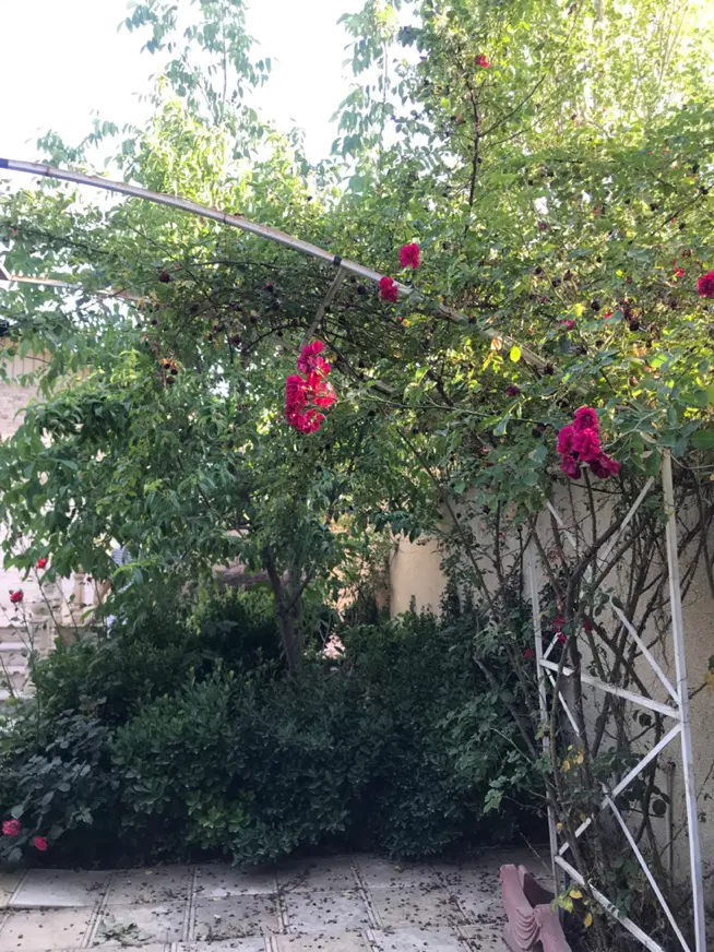 ۲۱۰۰ متر باغ سند دار سهیلیه