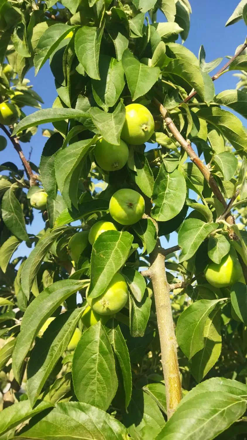 باغ شهری چارمور سپیدان