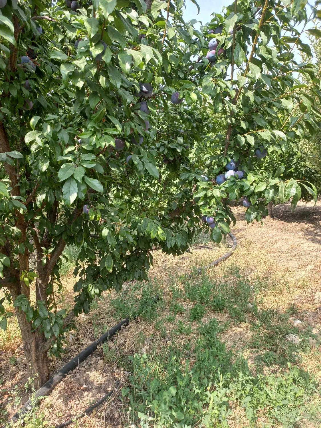 فروش باغ روستای بیاره