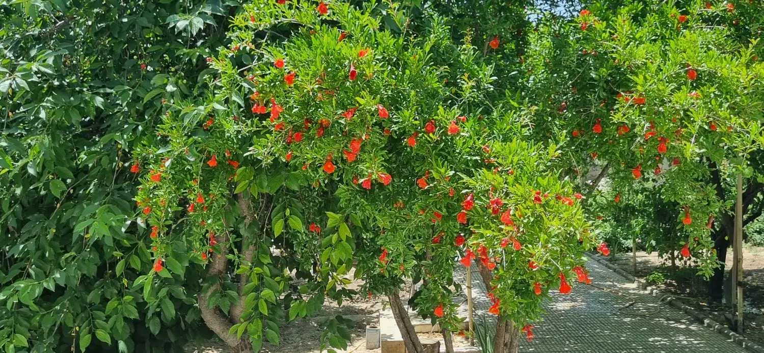 فروش خانه باغ ویلایی  در شهر تنکمان