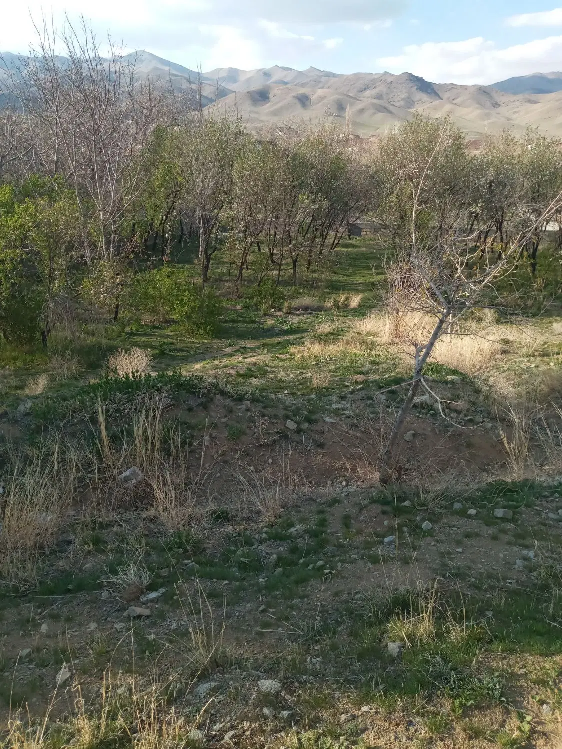 زمین قلفتی
