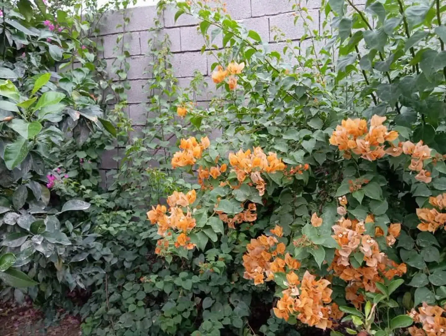 باغ ویلا