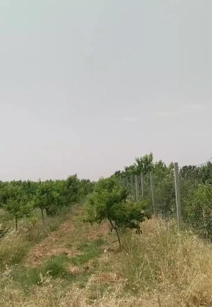 فروش باغ میوه