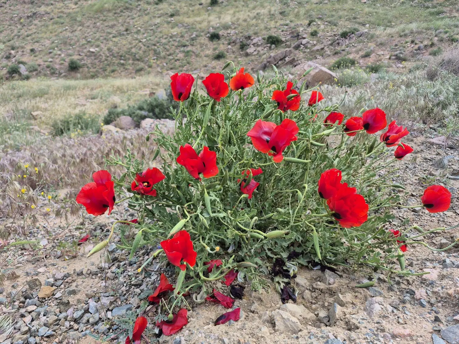 ۲ قطعه زمین به اجاره