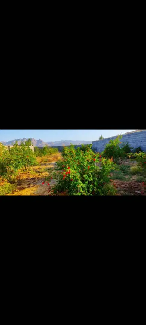 ۵۰۰ متر زمین باغی روستای زغمار