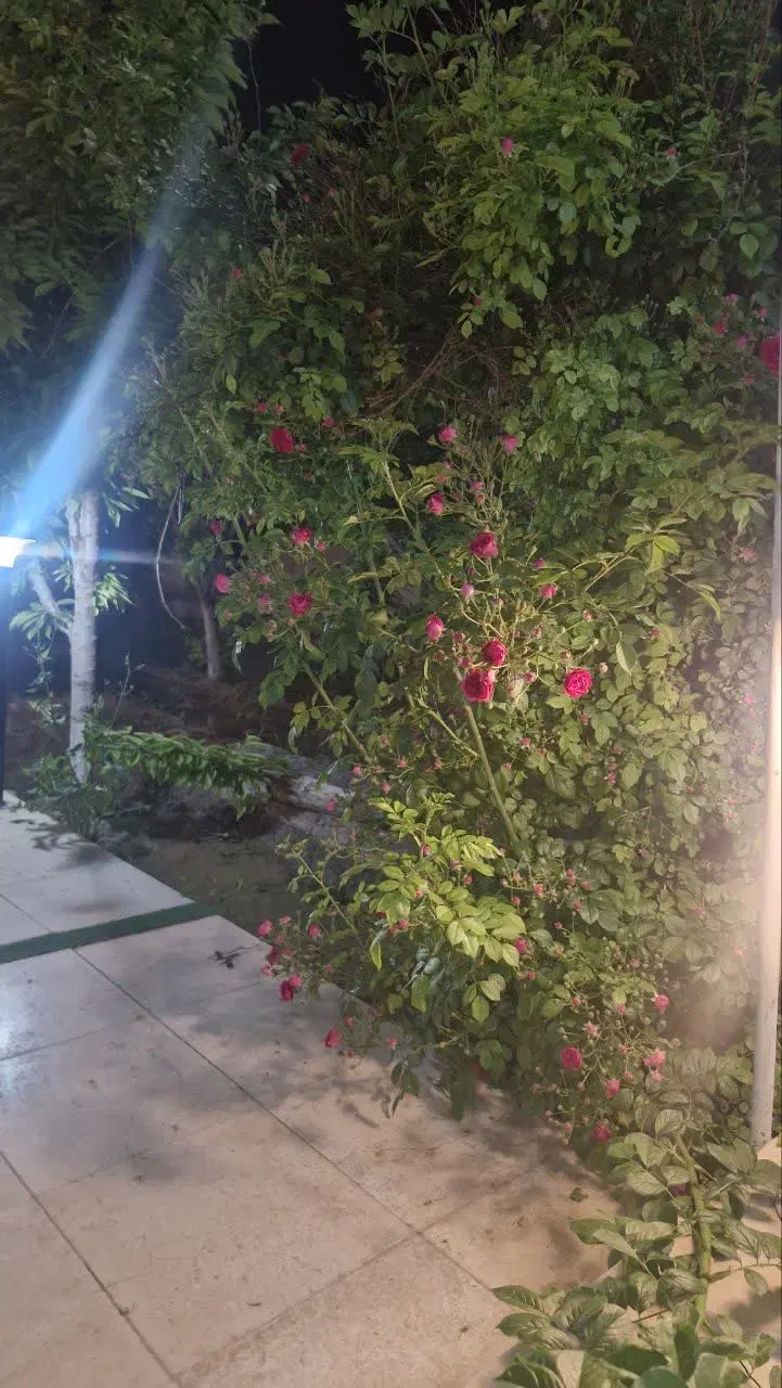 باغ زردنجان گاز برق شخصی سند تک برگ