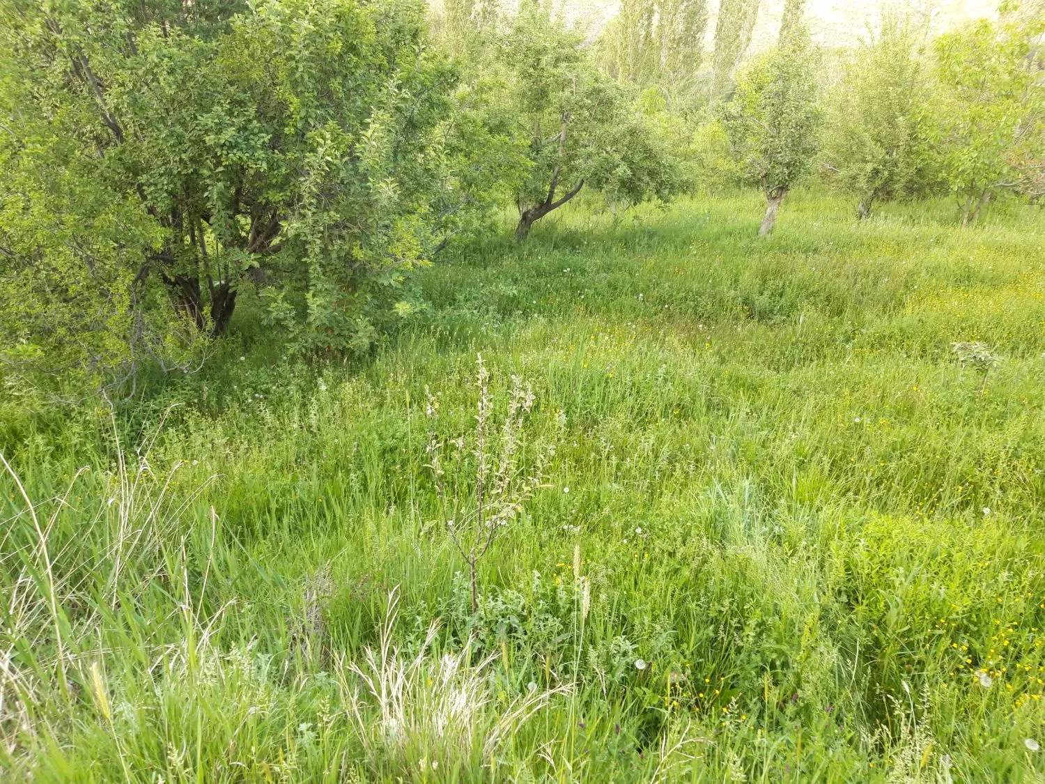 زمین ۳۰۰ متری داخل بافت