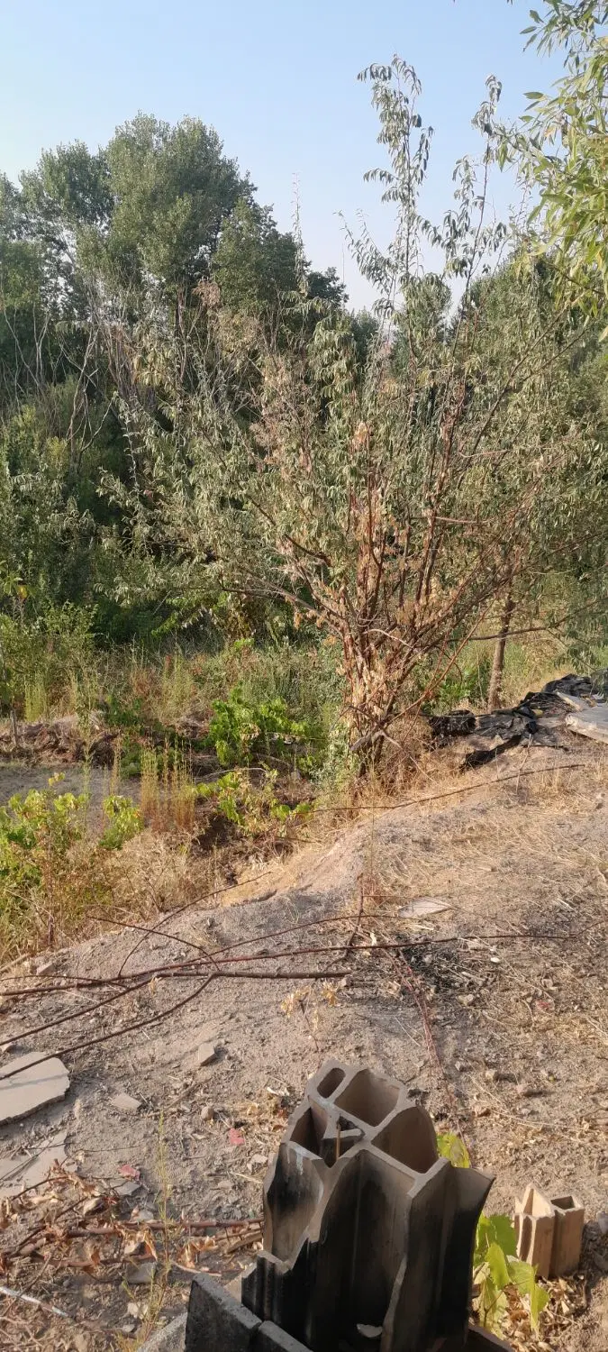 دوقطعه باغ از باغستانهای باورس