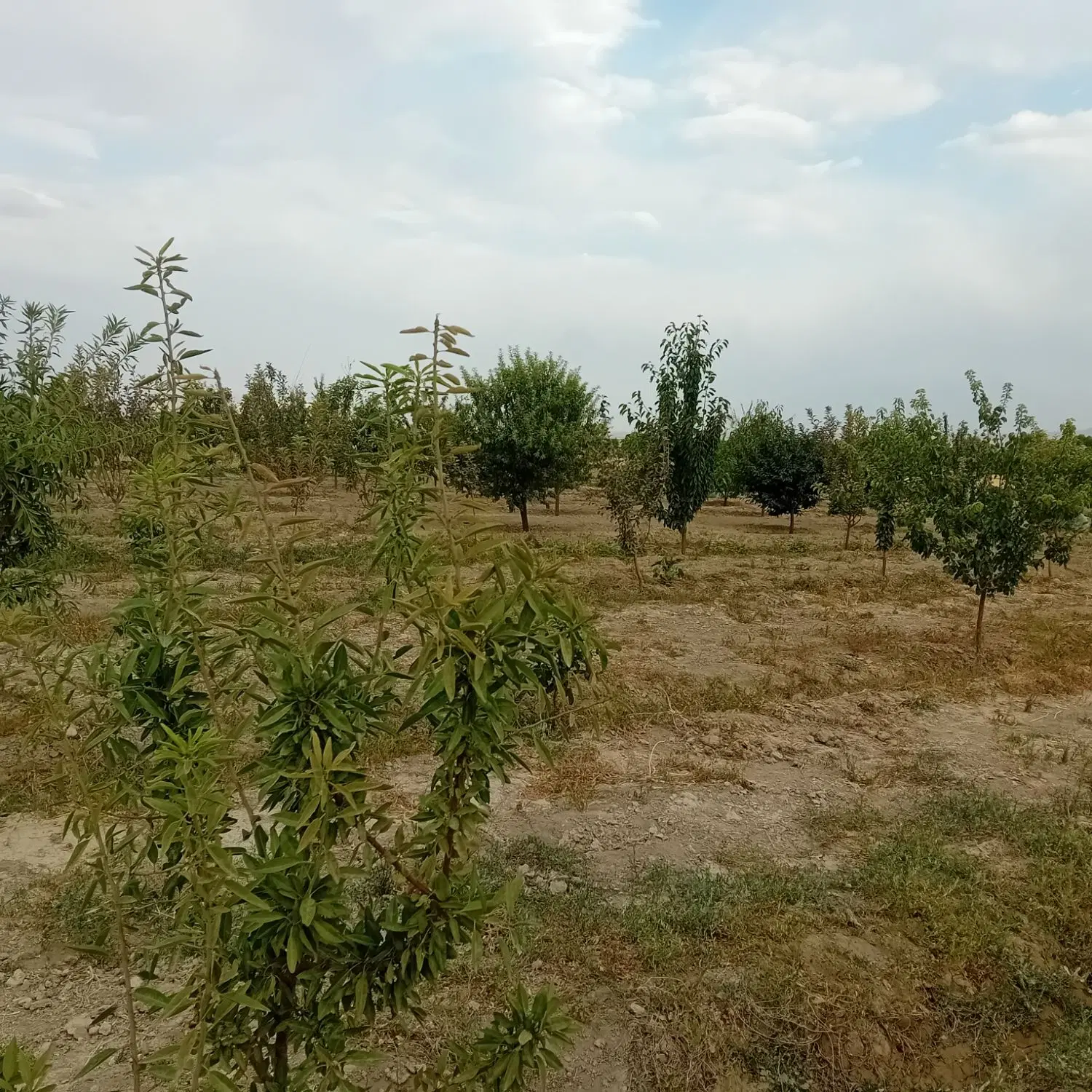 باغ میوه رازان