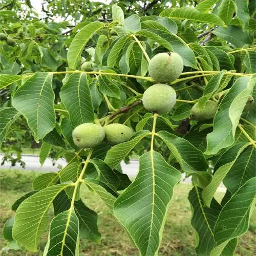 باغ گنجنامه