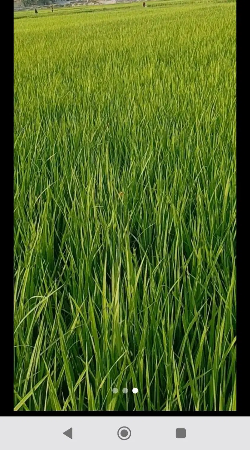 زمین کشاورزی
