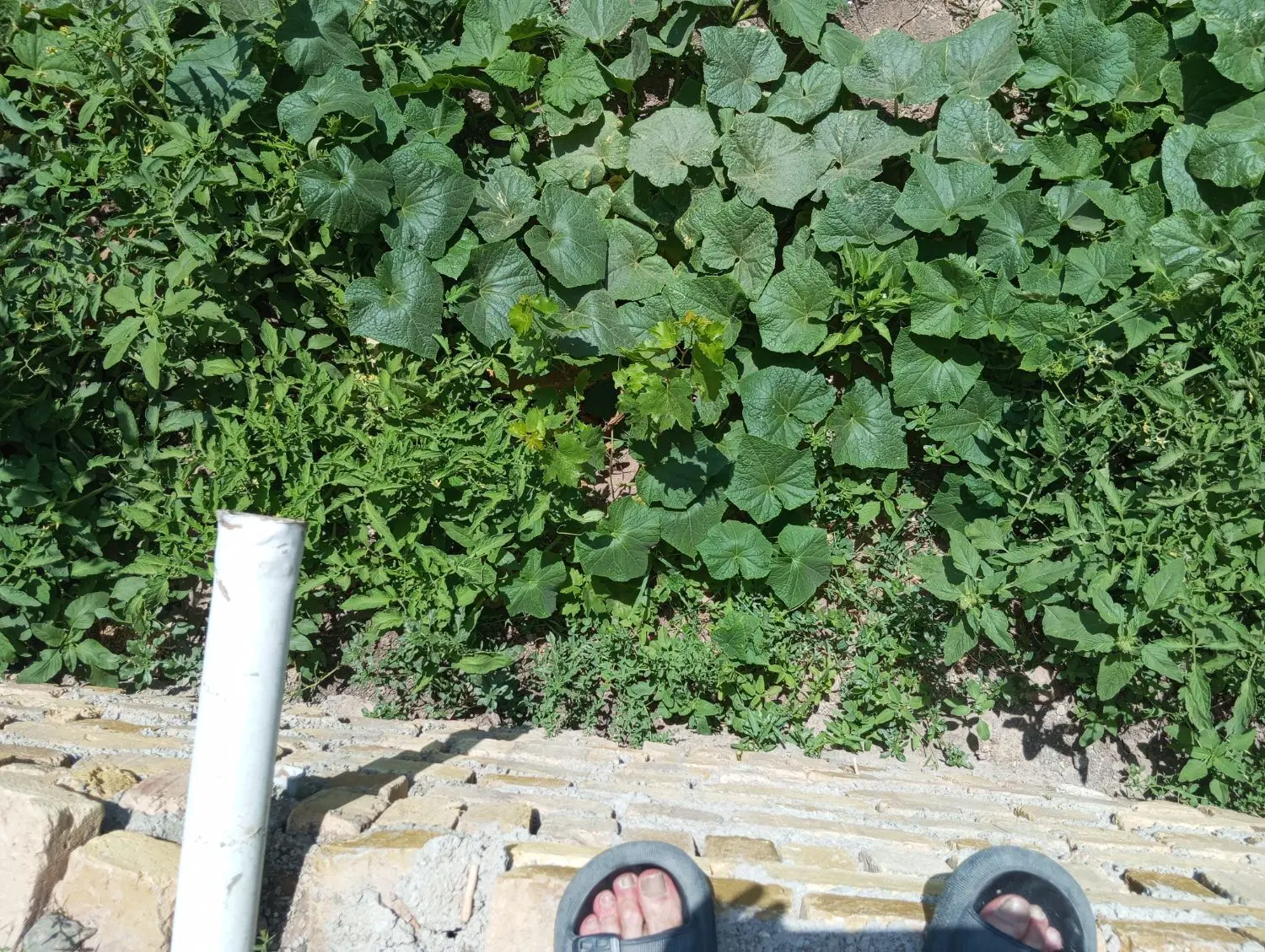 باغ روستای کناوند