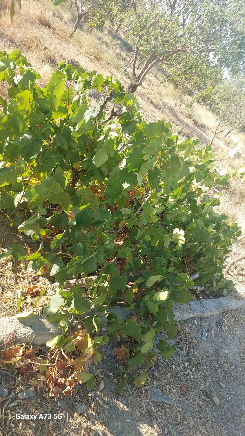 ویلایی فروشی