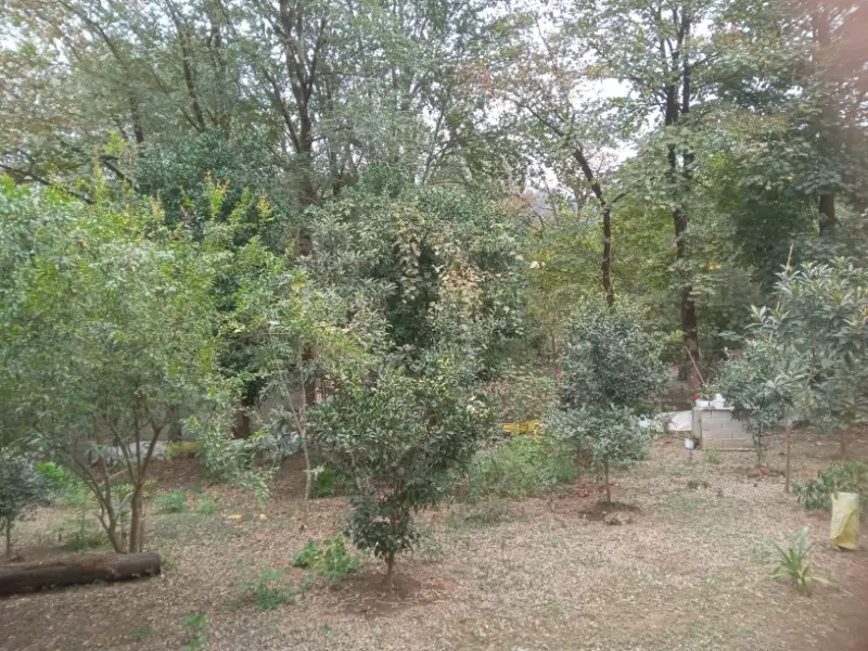 اجاره ویلاجنگلی