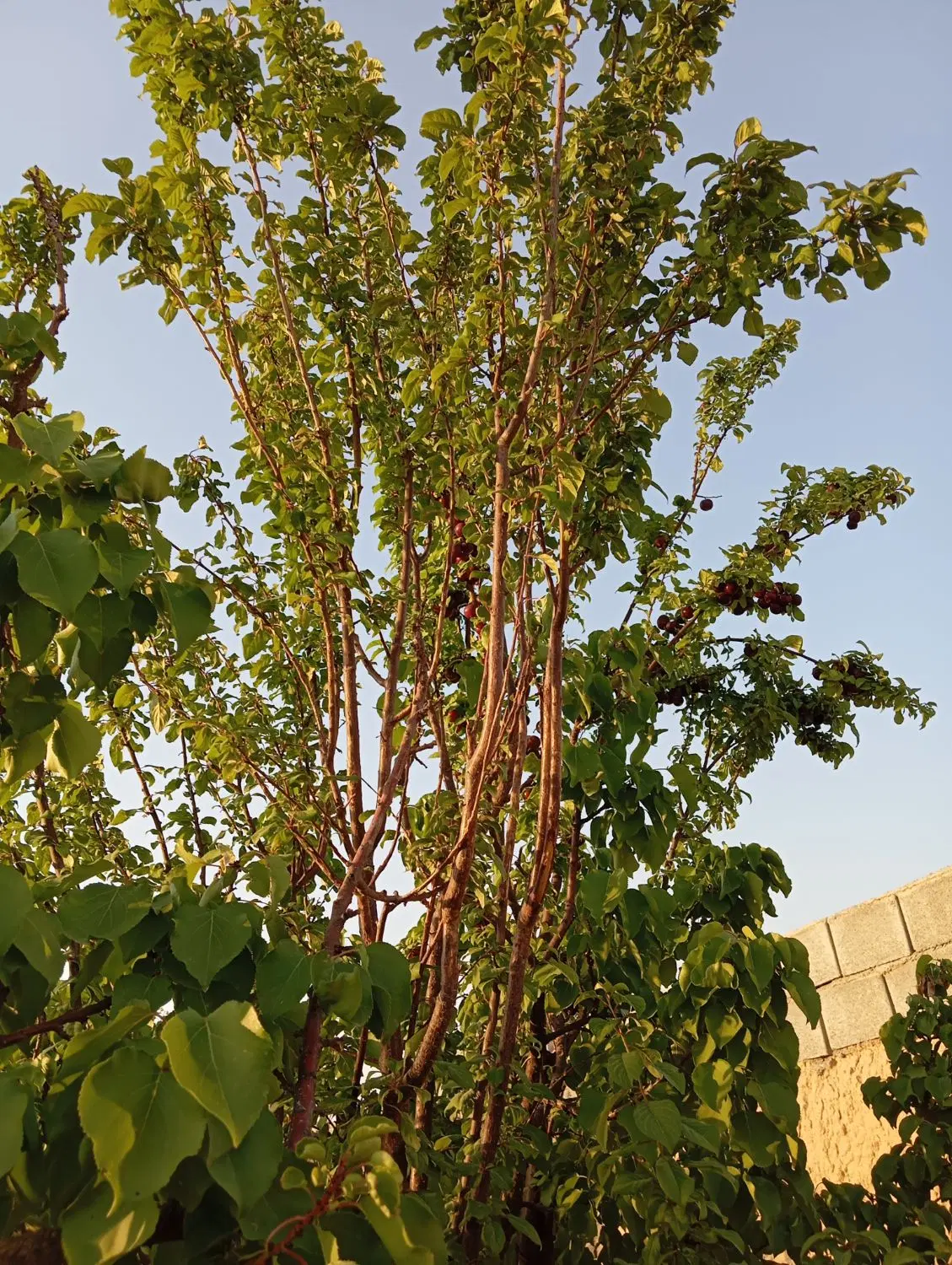 زمین باغی