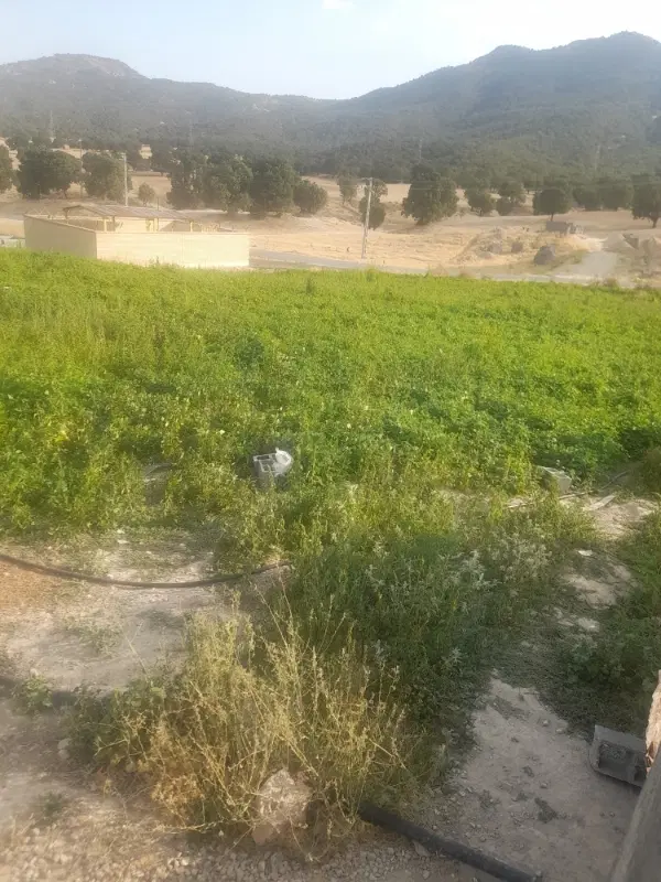 زمین