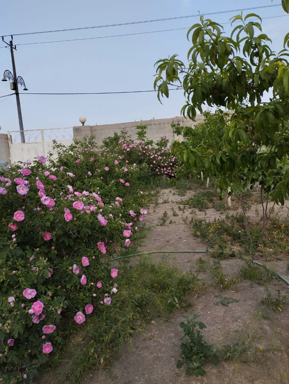 باغ ۱۷۰۰ دور دیوار سر دونبش