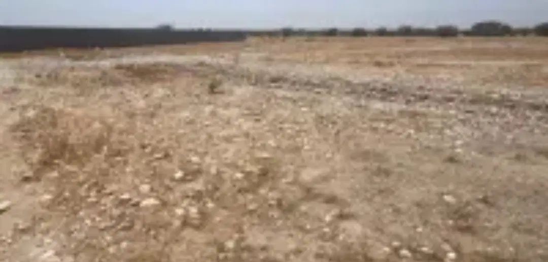 فروش زمین پاتل . سرریگ