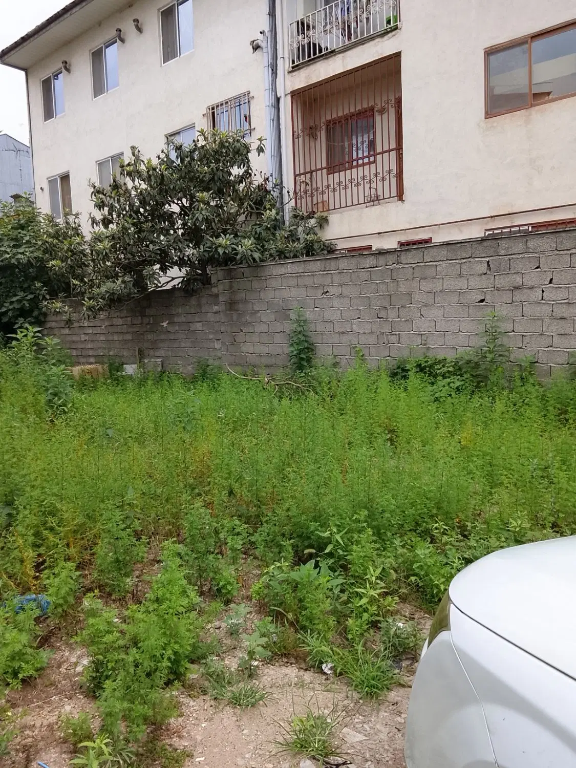 زمین کوی انتظام تالاب حاجی آباد