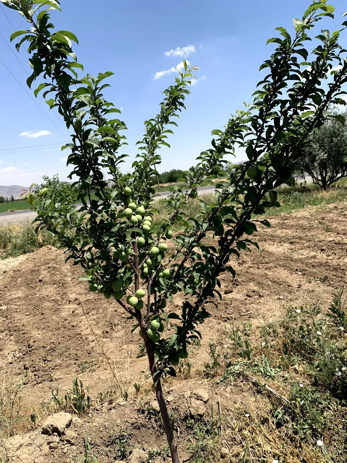 باغ بر جاده _ موقعیت استثنایی