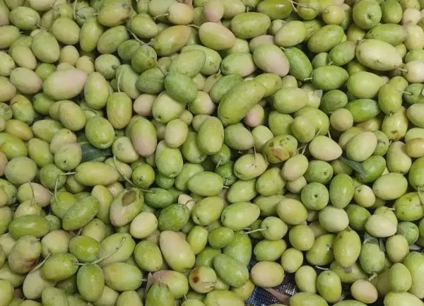 اجاره زمین باغی