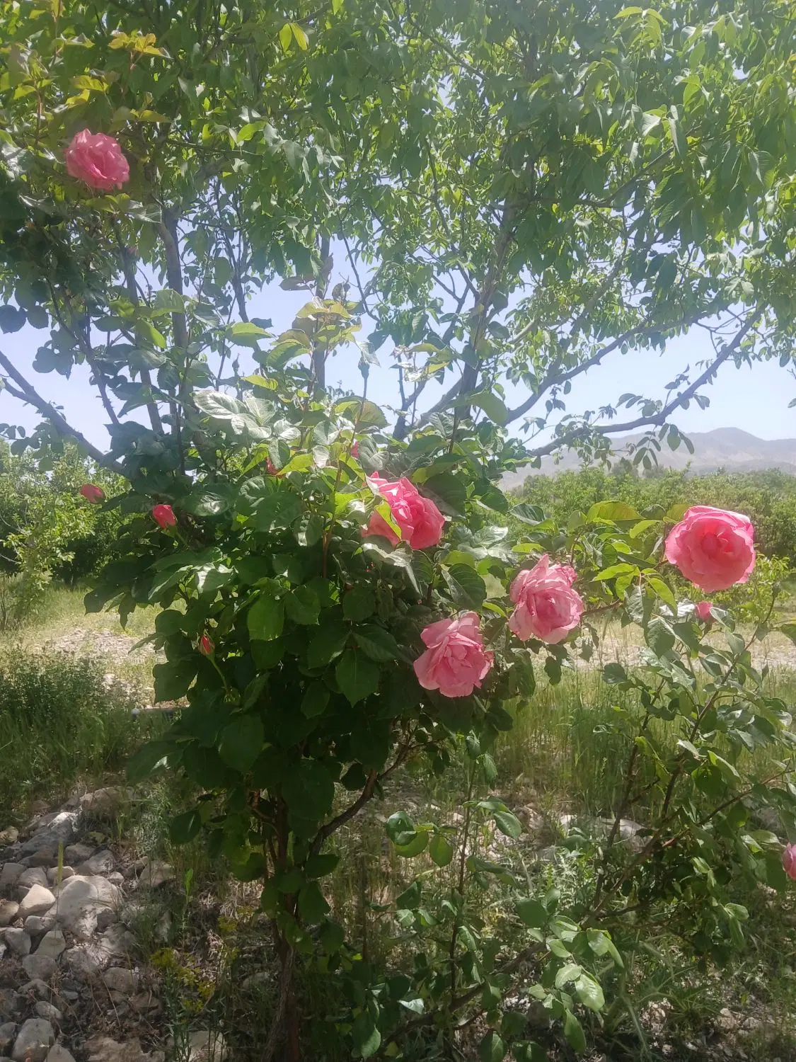 باغ شهری  همراه درختان ثمری دشت ارژن