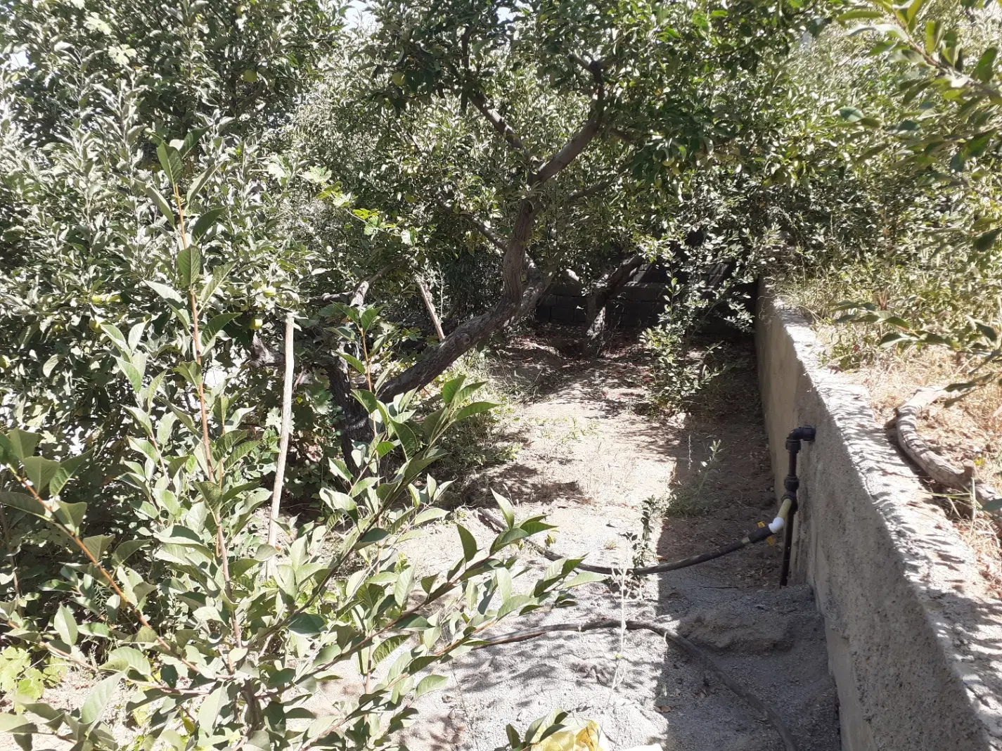 باغ عباس آباد - سند عرصه و اعیان