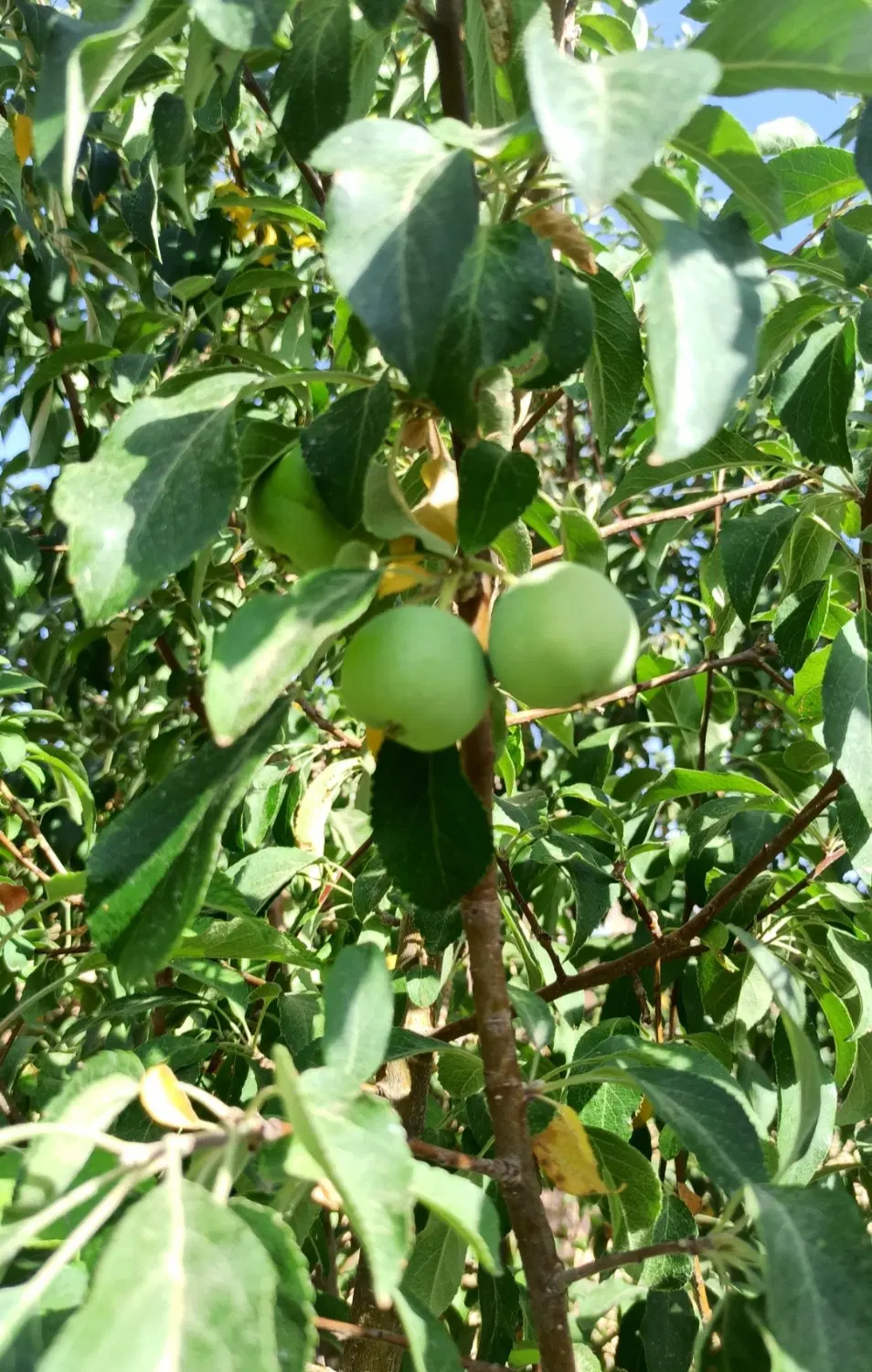 خانه تابستانی خوش‌آب‌وهوا با قیمت مناسب