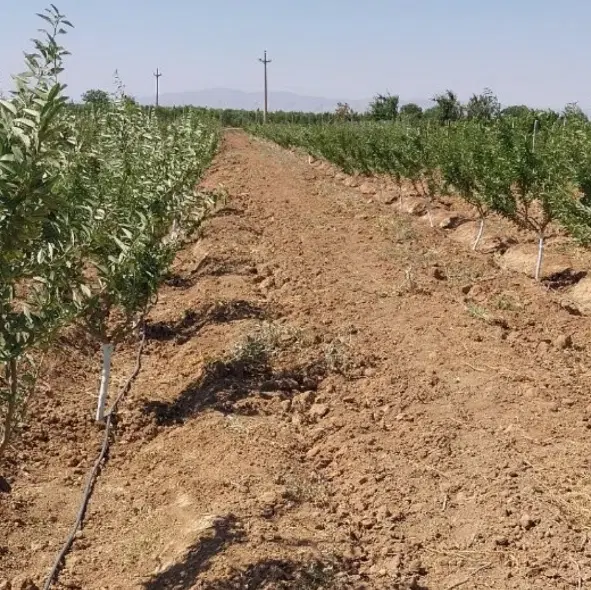 زمین کشاورزی باغی ۳۰۰۰ متر