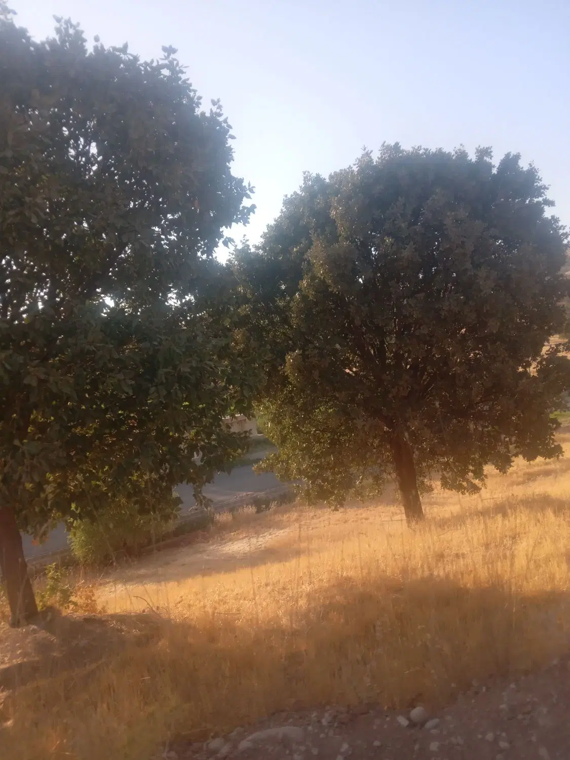 زمین گوشه زیر دست فروشا