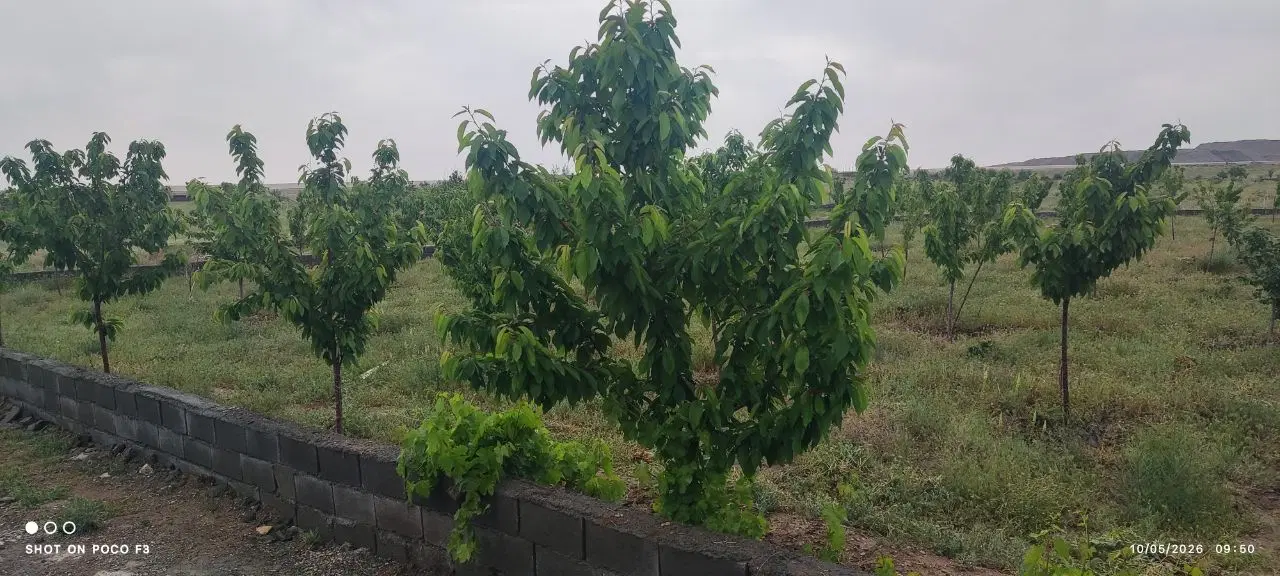 حراج باغ میوه در گلبهار پشت دانشگاه آزاد