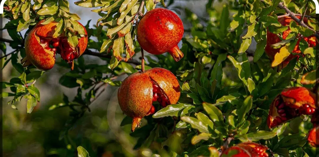 باغ ۱۰۰۰ متری در منشیان حاجی آباد