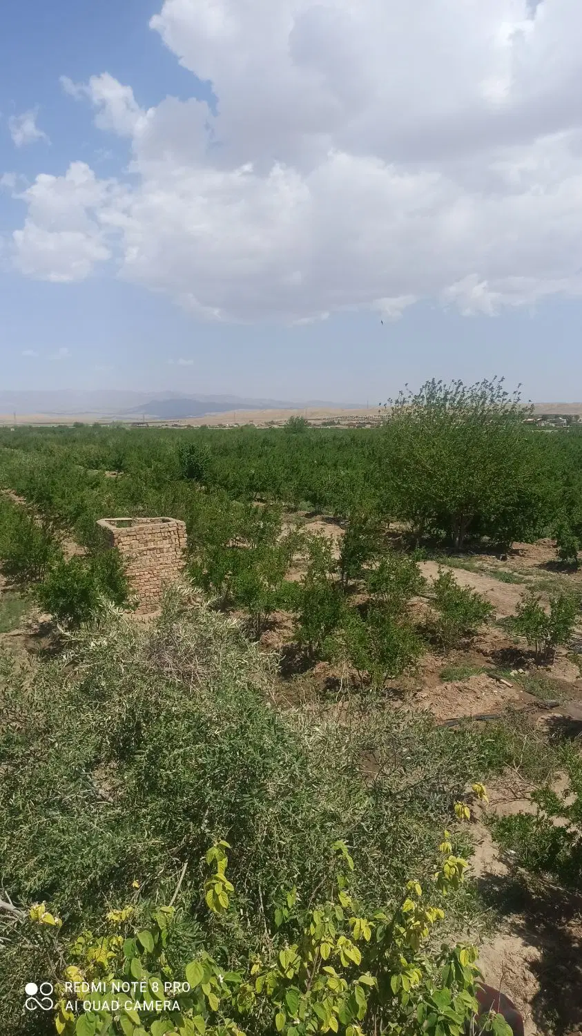 فروش باغ انار و زمین کشاورزی