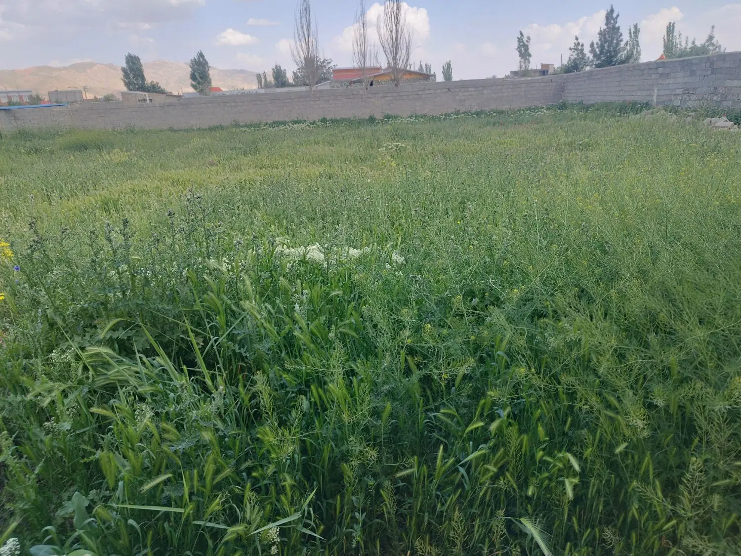 زمین ویلایی حصارشده