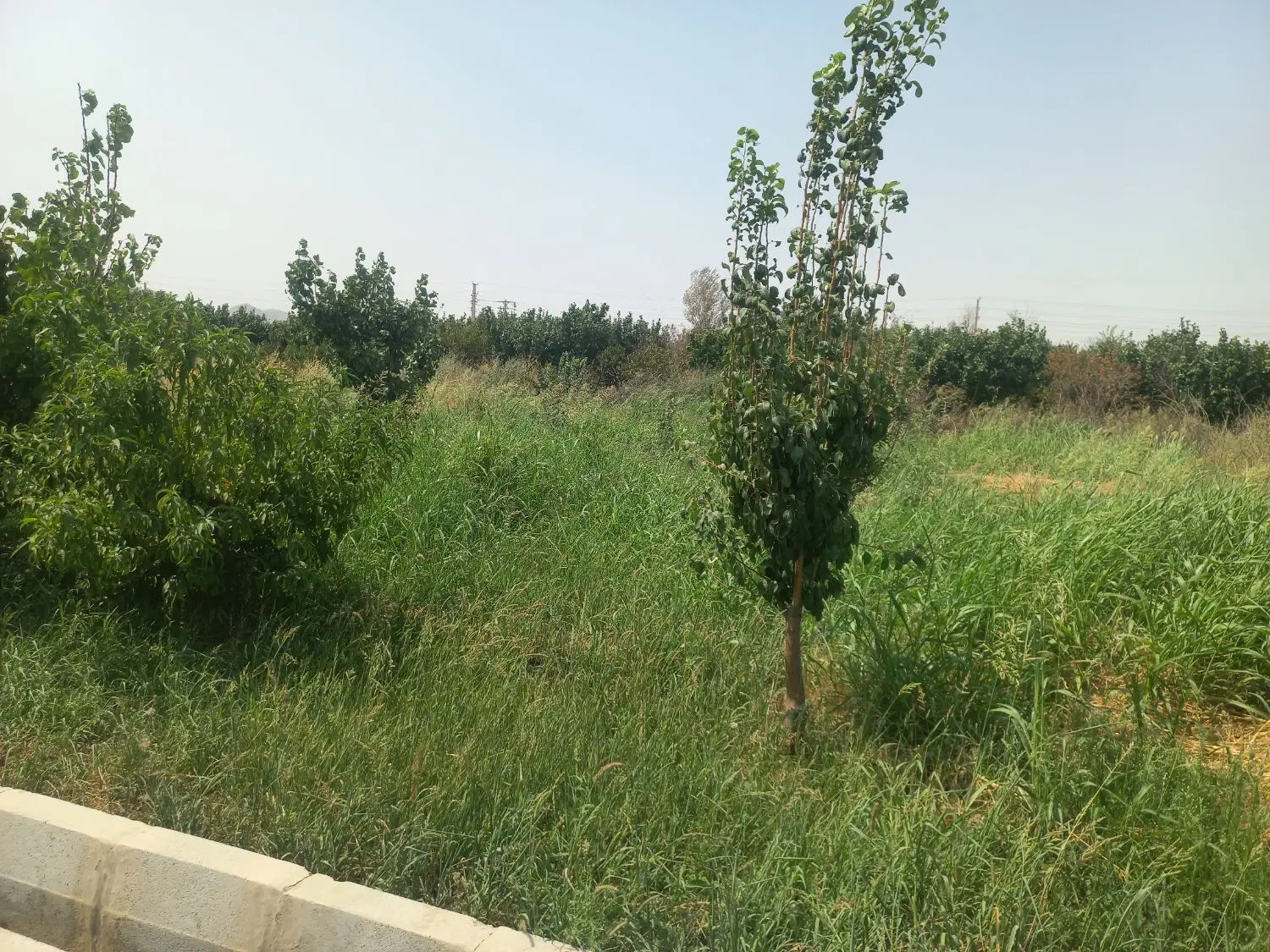 باغچه ۲۰۰ متری
