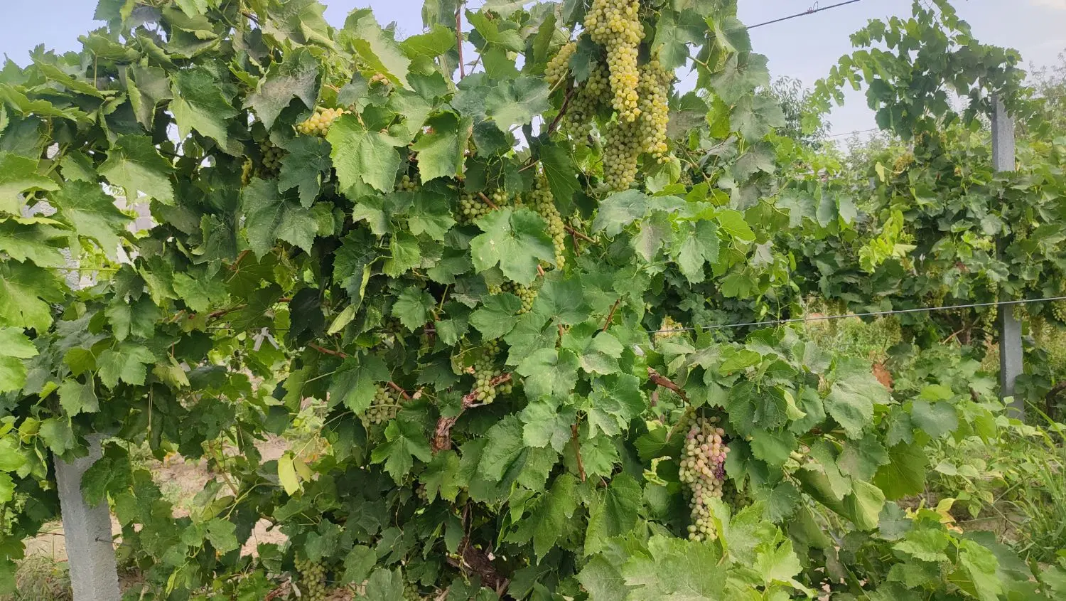 فروش باغ انگور در روستای ترکمان جاده سنتو