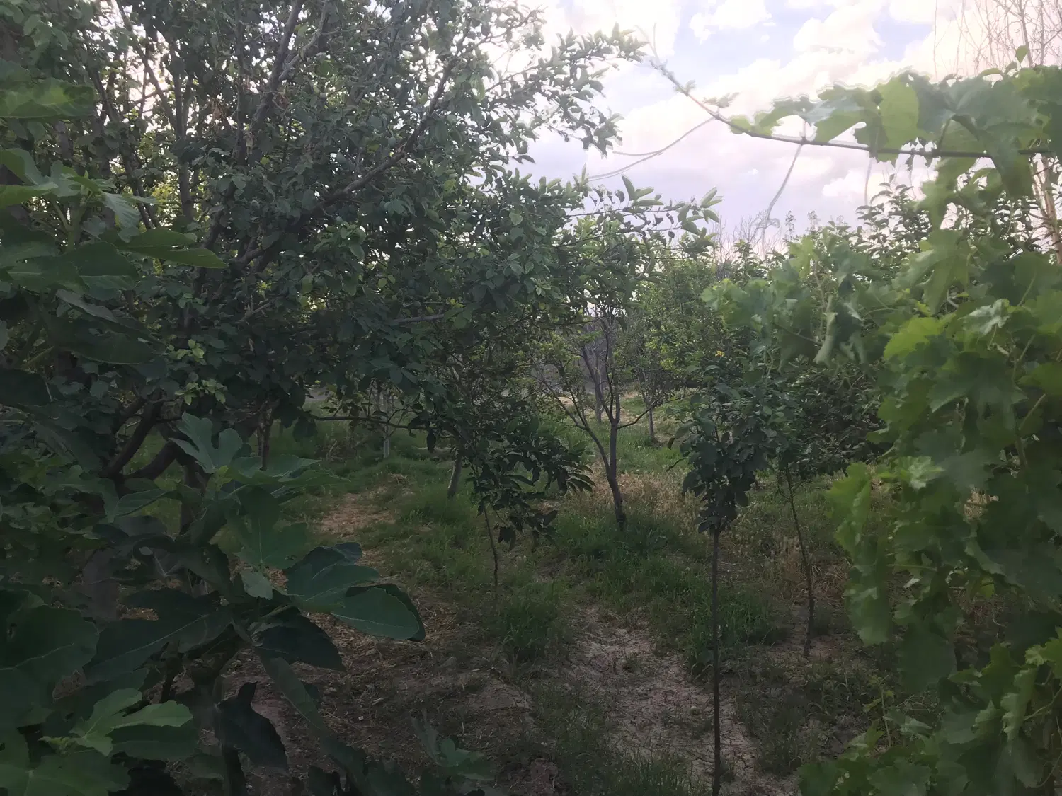 باغ میوه فروشی