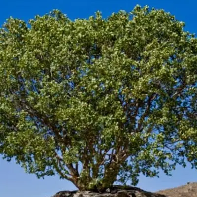 زمین کشاورزی فروشی