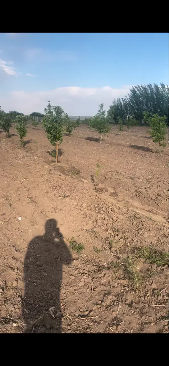 باغ-باغچه