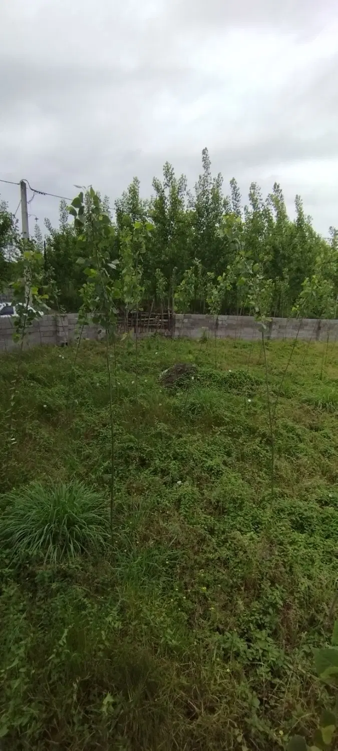 زمین ۴۰۰ متری سند تک برگ