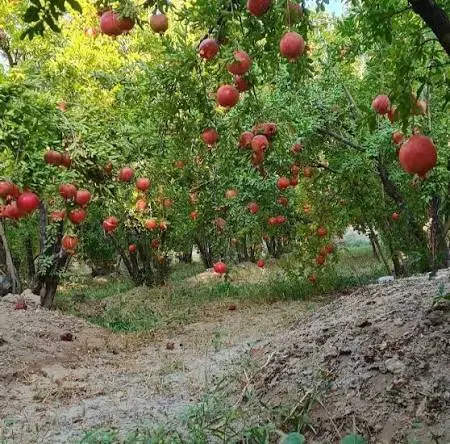 باغ