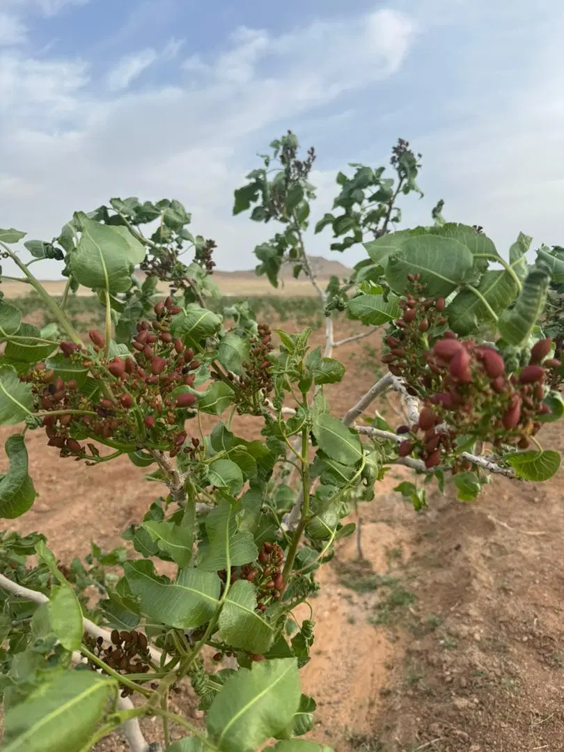 دامداری و باغ پسته