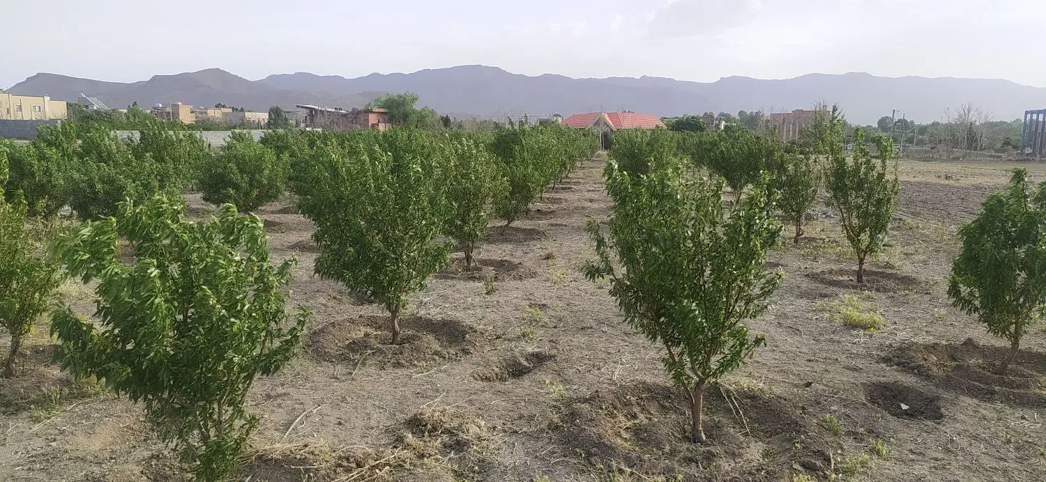 باغ بادام پیربکران