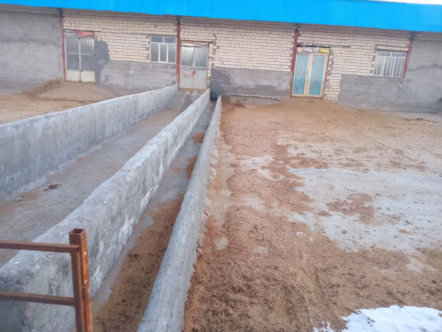 دامداری پروار بندی ۲۰۰ راسی صنعتی