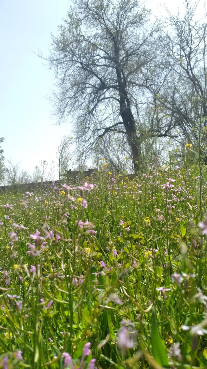 زمین مسکونی تجاری